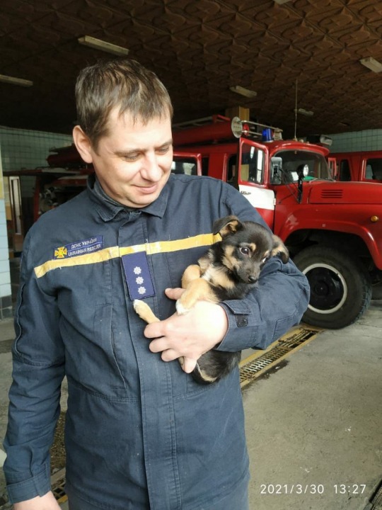 Днепровские пожарные спасли крохотных щенка и совенка - рис. 2