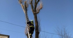 Днепровские спасатели сняли с дерева испуганного кота - рис. 9