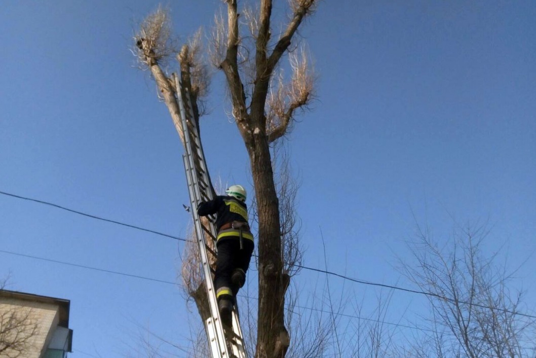 Днепровские спасатели сняли с дерева испуганного кота - рис. 1
