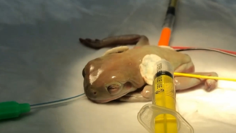 В Днепре ветеринары провели сложнейшую операцию онкобольной лягушке по кличке Жабик - рис. 1