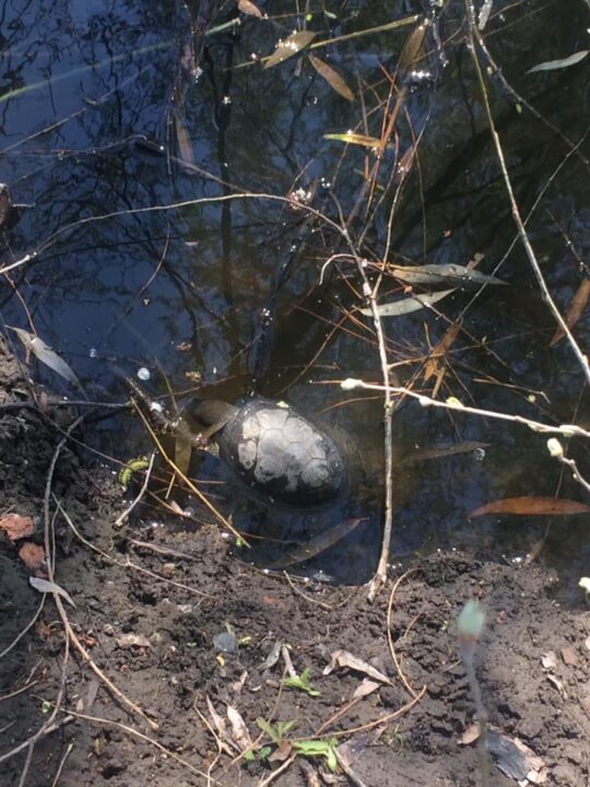 Массовая гибель черепах: экологическая катастрофа на озере Куриное в Днепре - рис. 2