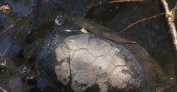 Массовая гибель черепах: экологическая катастрофа на озере Куриное в Днепре - рис. 5