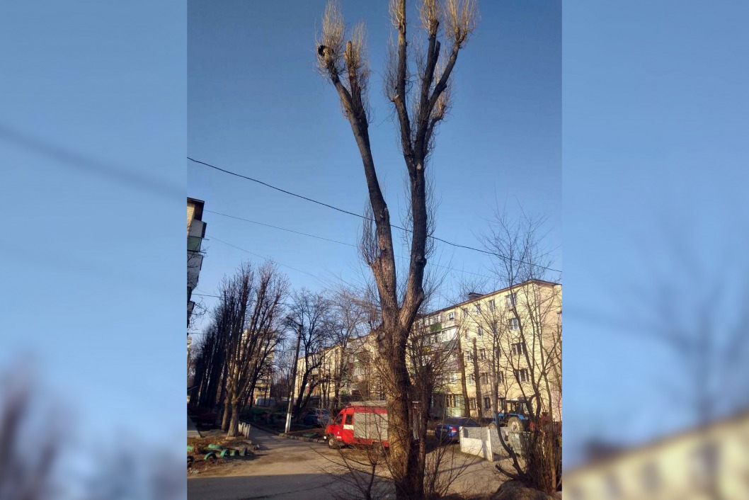 Днепровские спасатели сняли с дерева испуганного кота - рис. 2