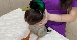 На него охотился кот: в Днепре 3 дня боролись за жизнь селезня со сломанной шеей - рис. 13