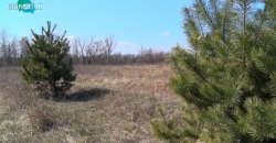 На Днепропетровщине высадили более 100 000 деревьев и кустов - рис. 21
