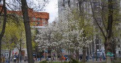 В Днепре апрель: цветут белые магнолии (ФОТО) - рис. 6