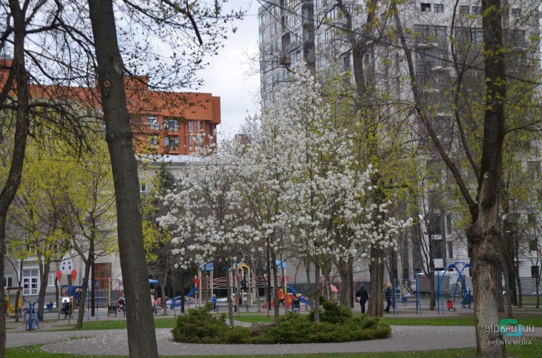 В Днепре апрель: цветут белые магнолии (ФОТО) - рис. 1