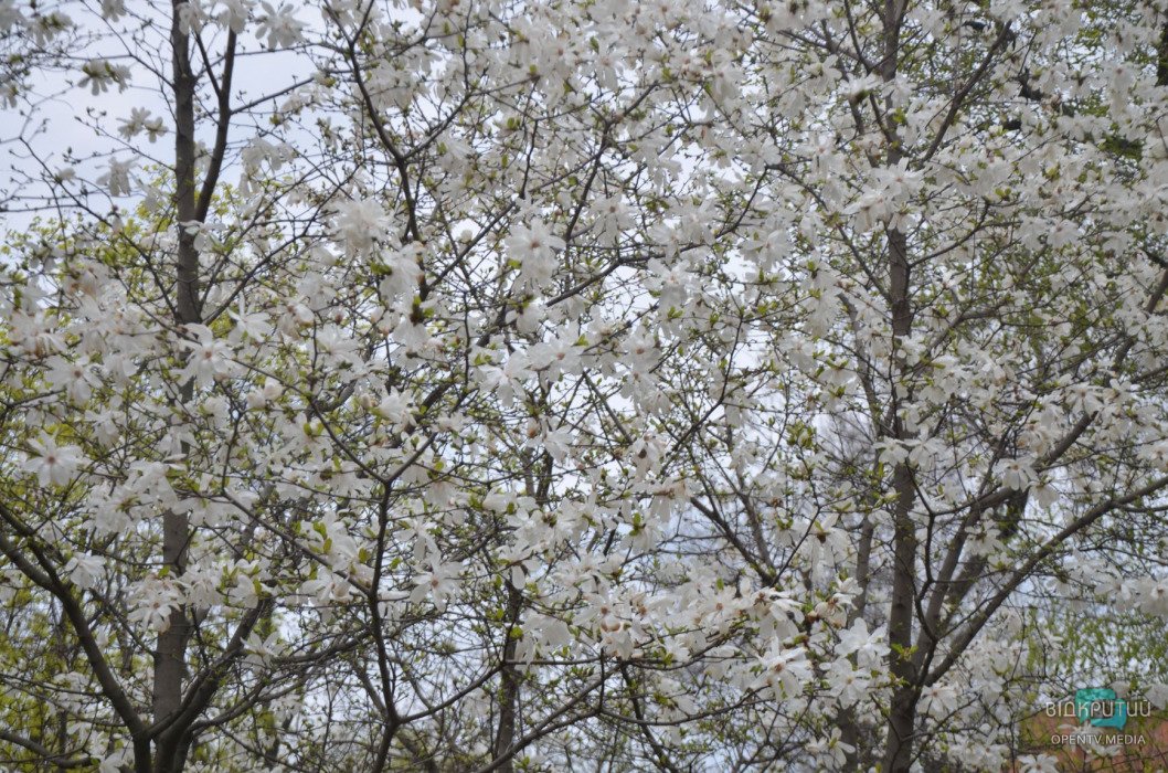 В Днепре апрель: цветут белые магнолии (ФОТО) - рис. 3