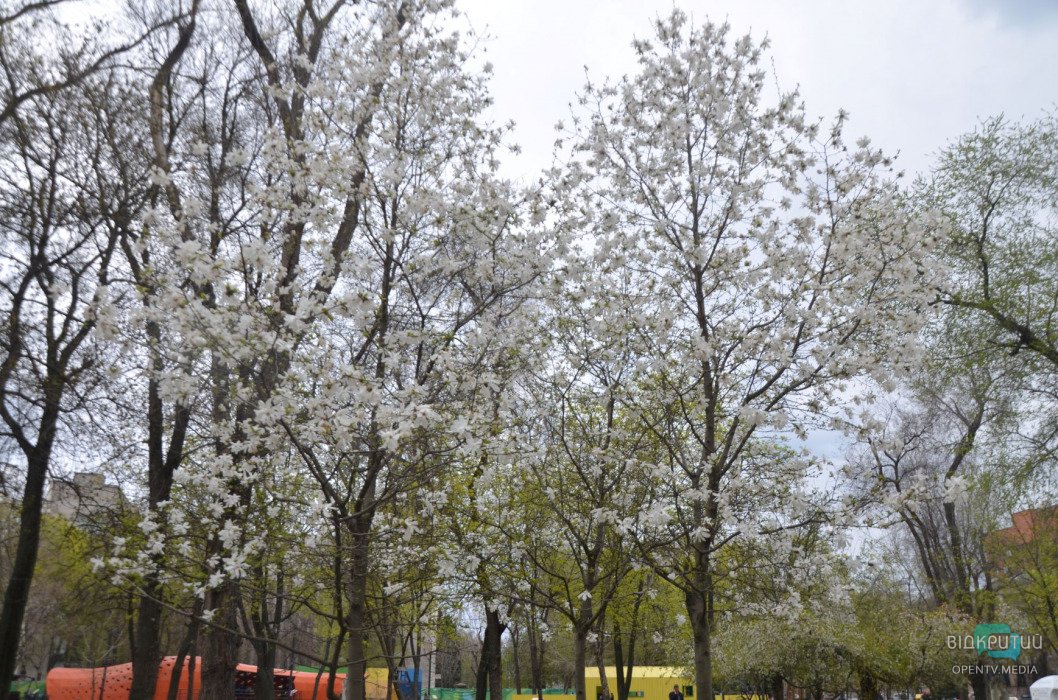 В Днепре апрель: цветут белые магнолии (ФОТО) - рис. 2