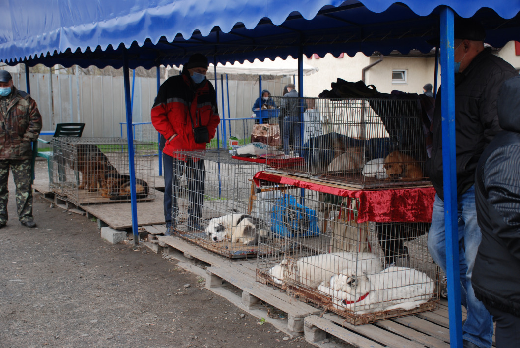 В Днепре провели рейд против незаконной торговли домашними животными - рис. 3