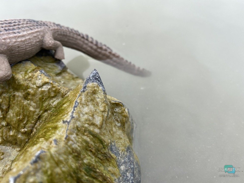 В Днепре на набережной заметили западноафриканского крокодила - рис. 6