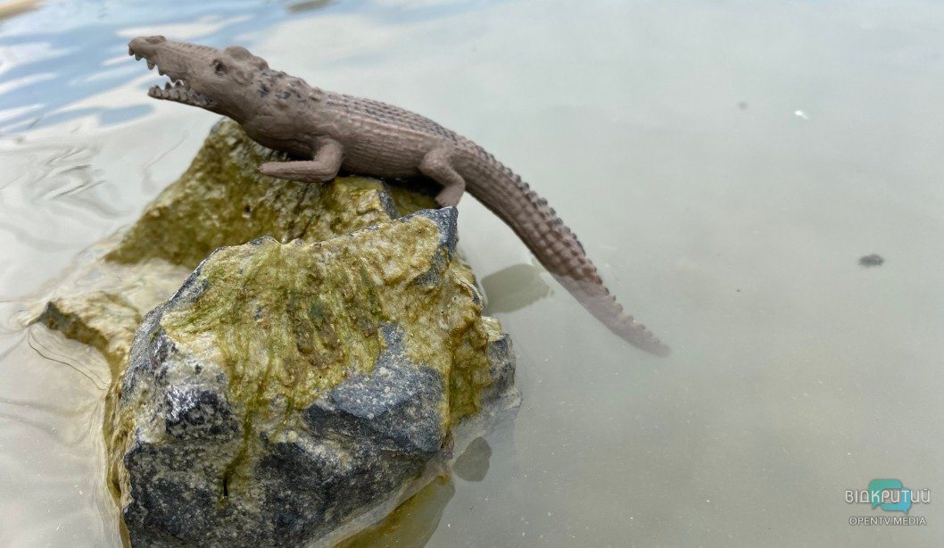 В Днепре на набережной заметили западноафриканского крокодила - рис. 1