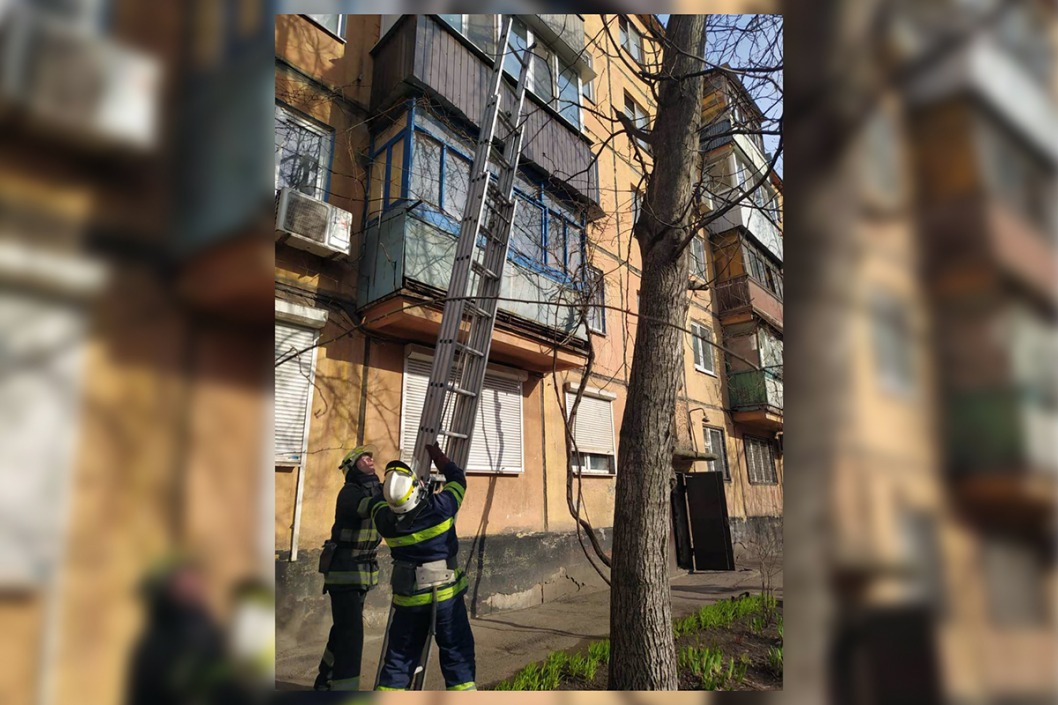 В Кривом Роге спасатели сняли с дерева застрявшего кота - рис. 1