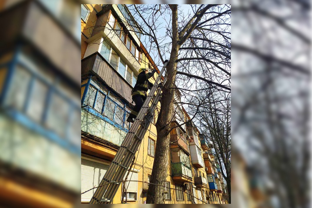 В Кривом Роге спасатели сняли с дерева застрявшего кота - рис. 2