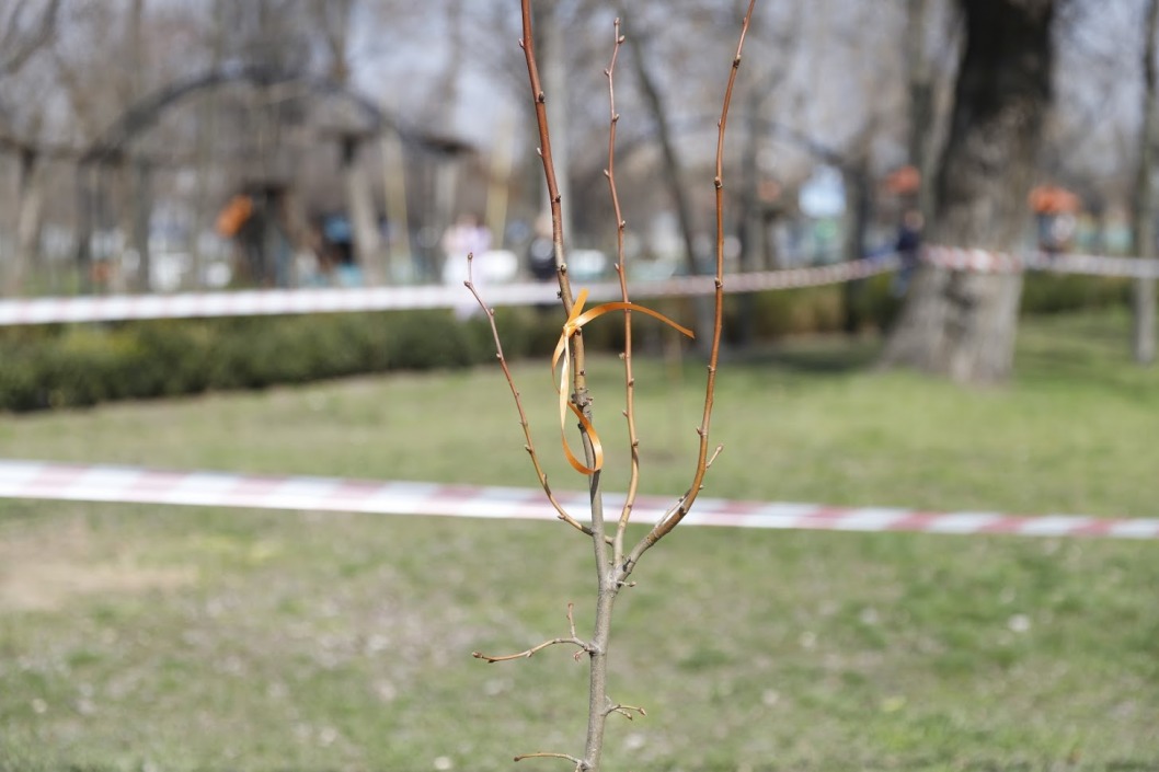 В днепровском парке «Новокодацкий» высадили 120 деревьев - рис. 2
