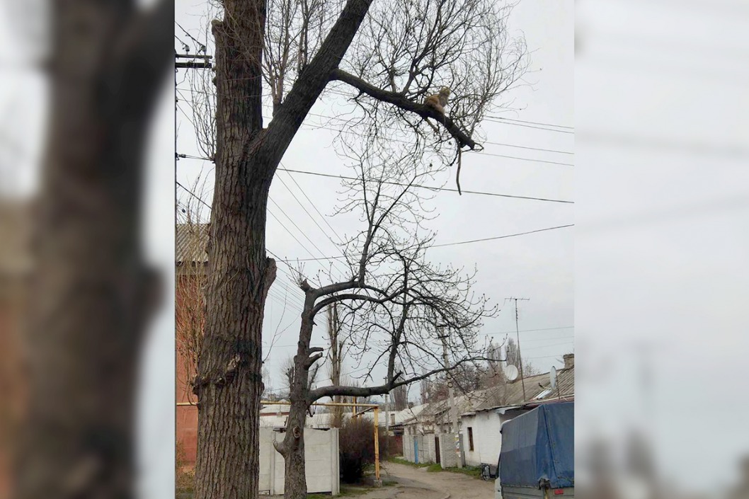 Сегодня в Днепре сотрудники ГСЧС снимали кота, залезшего на высокое дерево - рис. 1