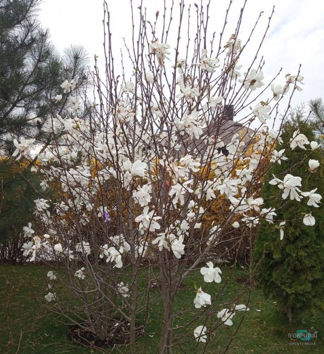 В Днепре апрель: цветут белые магнолии (ФОТО) - рис. 8