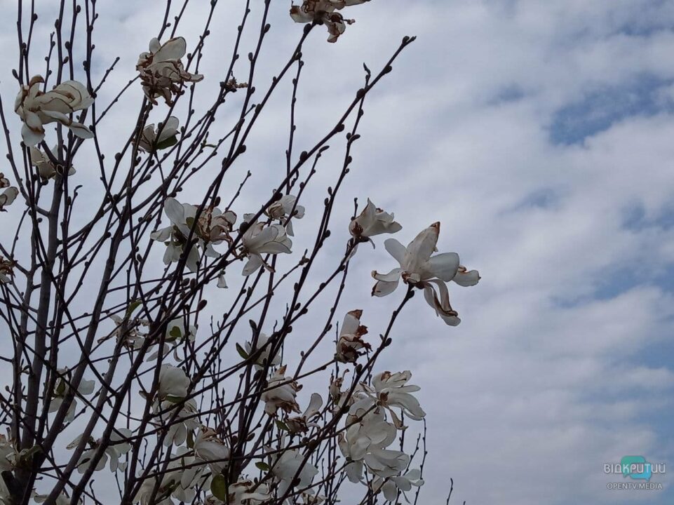 В Днепре апрель: цветут белые магнолии (ФОТО) - рис. 10