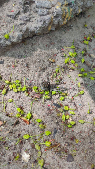 В Днепре на детской площадке обитает южнорусский тарантул - рис. 1