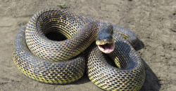 На Днепропетровщине двухметровая змея заползла к местным жителям во двор - рис. 3