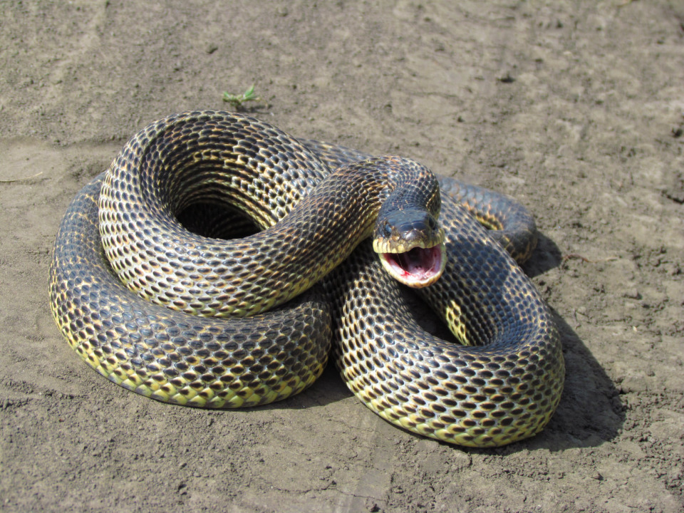 На Днепропетровщине двухметровая змея заползла к местным жителям во двор - рис. 4