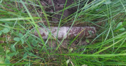 Искал грибы, нашел снаряд: на Днепропетровщине мужчина обнаружил старый боеприпас - рис. 12