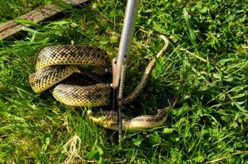 На Днепропетровщине двухметровая змея заползла к местным жителям во двор - рис. 3