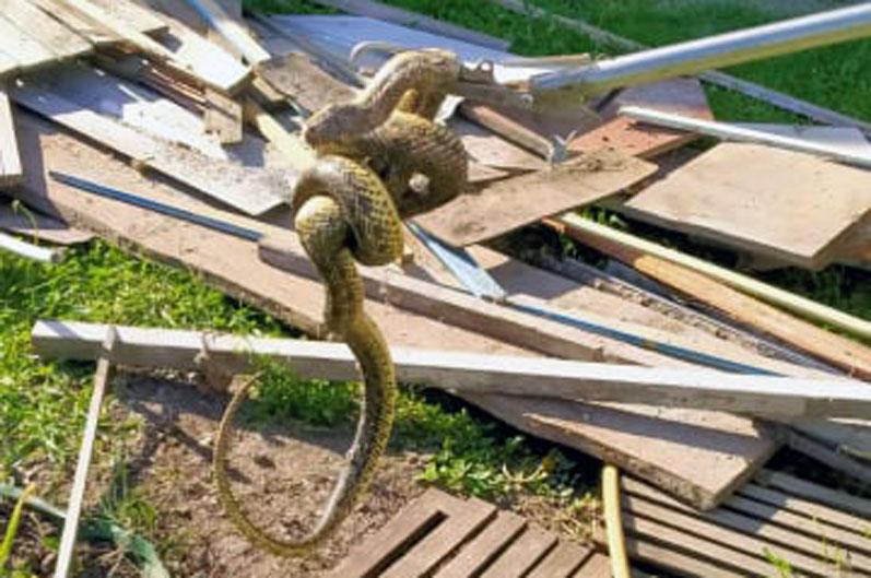 На Днепропетровщине двухметровая змея заползла к местным жителям во двор - рис. 1