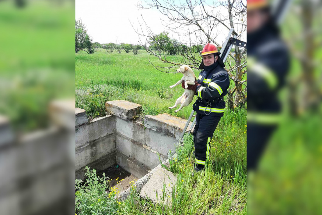 На юге Днепропетровской области спасли двух щенков (ФОТО) - рис. 2