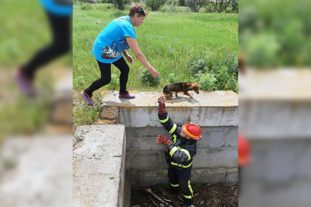 На юге Днепропетровской области спасли двух щенков (ФОТО) - рис. 3