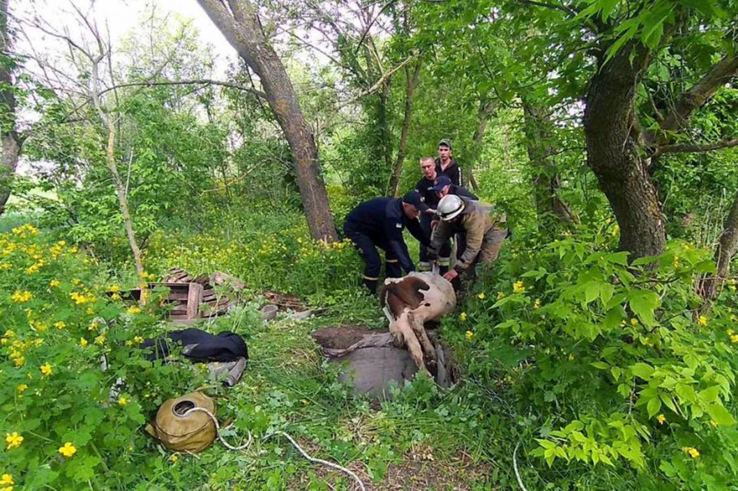 В Днепропетровской области из погреба доставали провалившегося быка - рис. 1