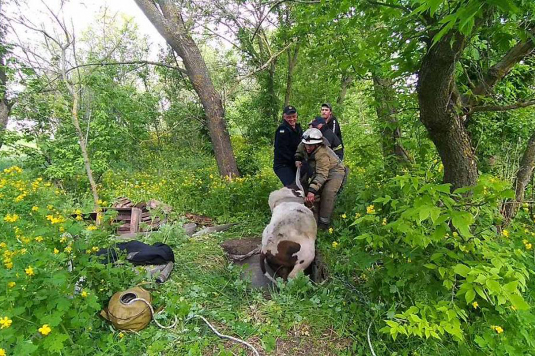 В Днепропетровской области из погреба доставали провалившегося быка - рис. 2