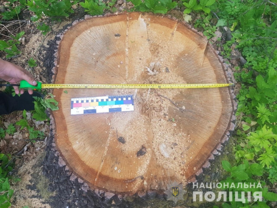 На Днепропетровщине задержали банду «черных» дровосеков - рис. 4