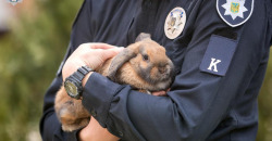 В Днепре живет кролик-полицейский (ФОТО) - рис. 4