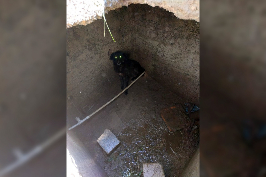 В Каменском сотрудники ГСЧС спасли упавшую в яму собаку - рис. 1