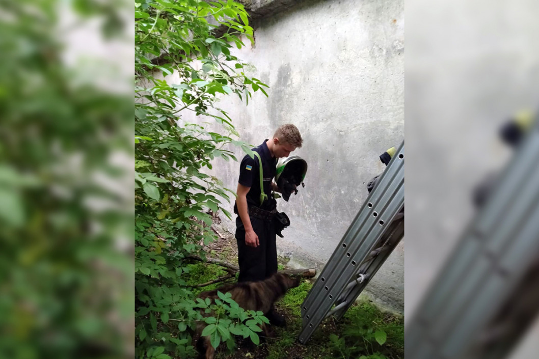 В Днепре спасатели пришли на помощь попавшей в беду собаке - рис. 1