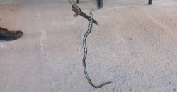 В Днепре в частном доме поймали змею - рис. 21
