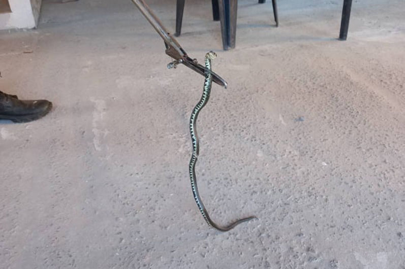 В Днепре в частном доме поймали змею - рис. 1