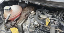 Чудом выжила: кошка доехала в Днепр из Бердянска под капотом машины - рис. 4