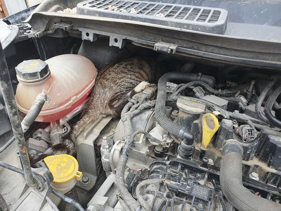 Чудом выжила: кошка доехала в Днепр из Бердянска под капотом машины - рис. 1