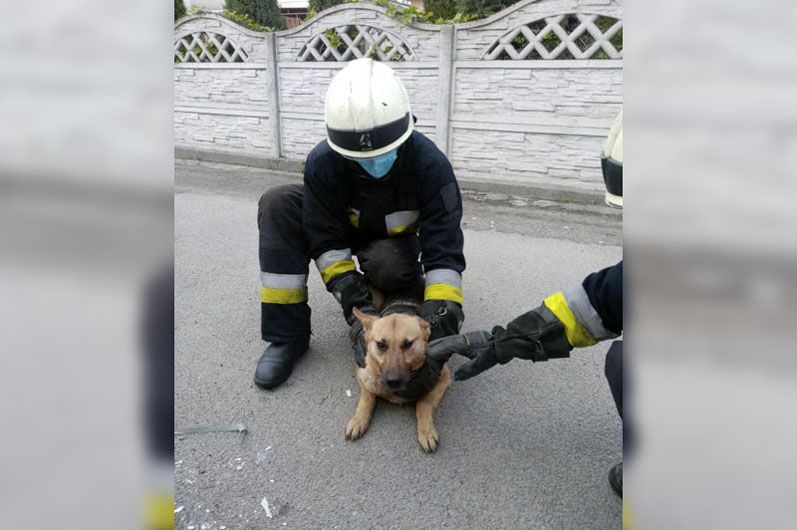 В Днепре спасатели достали собаку из колодца - рис. 2