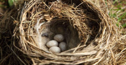 Яйца в подарок: в Эпицентре Днепра продавали тую с гнездом - рис. 5