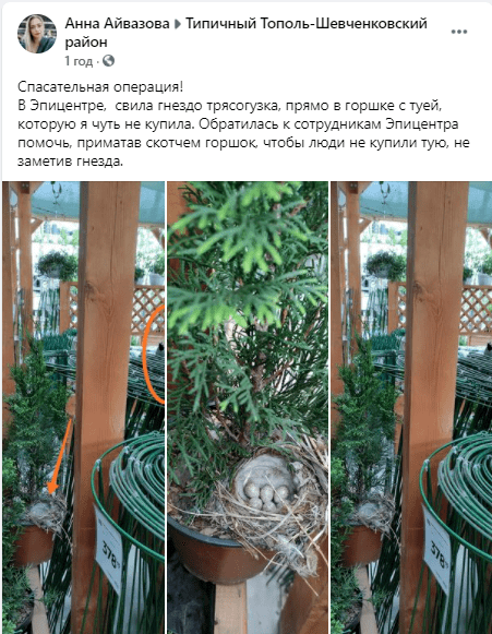 Яйца в подарок: в Эпицентре Днепра продавали тую с гнездом - рис. 2