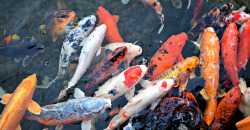 В Днепре в яхт-клубе "Сич" появились новые рыбки (ВИДЕО) - рис. 3