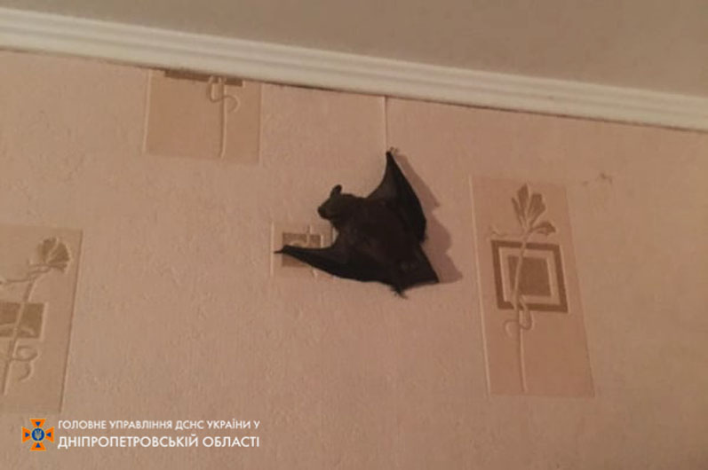 Крылатый гость: в квартиру к днепрянке залетела летучая мышь - рис. 1