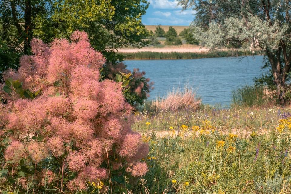Розовые «облака»: под Днепром расцвело удивительное растение - рис. 5