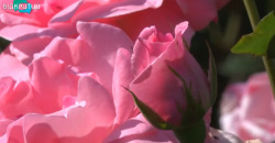 В Ботсаду ДНУ расцвели 140 разновидностей роз (ВИДЕО) - рис. 14