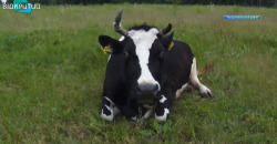 На Днепропетровщине в экопоселении спасают от отправки на забой коров (ВИДЕО) - рис. 18