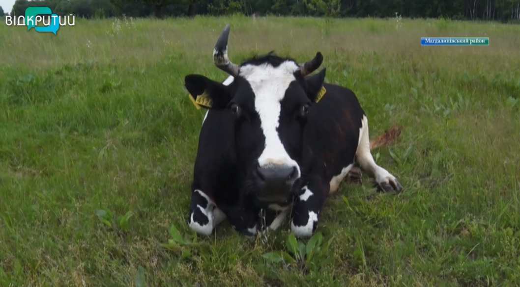 На Днепропетровщине в экопоселении спасают от отправки на забой коров (ВИДЕО) - рис. 1