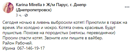 В Днепре живодеры во время ливня выбросили котят на улицу - рис. 4